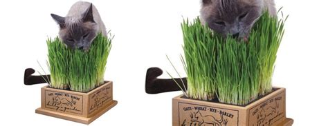 Kitty s Garden   Organic Cat Grass Kit   The Green Head