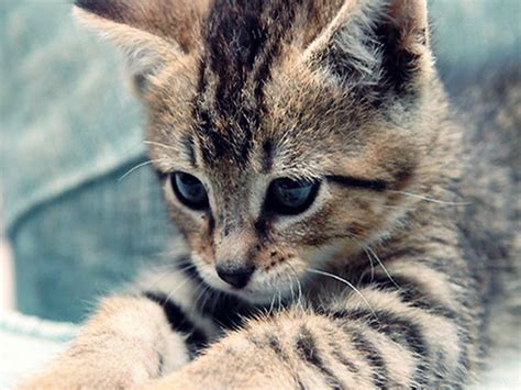 Kitty World: Cute Picture Of A Kitten