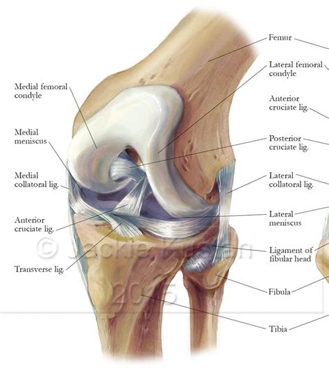 Knee Anatomy Images   Human Anatomy Diagram