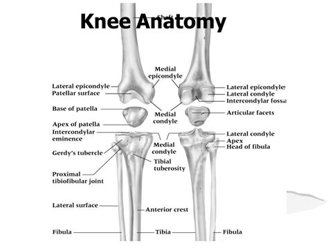Knee Anatomy.   ppt video online download