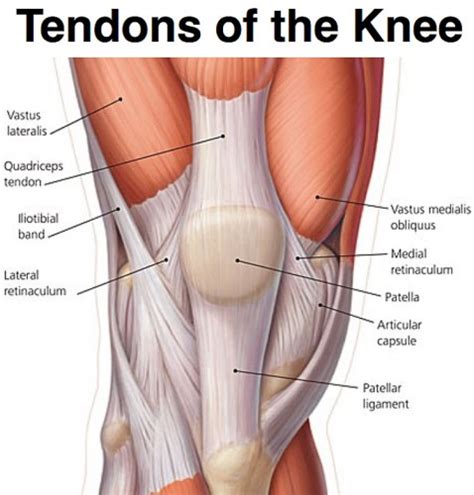 Knee Anatomy   The Orthopedic & Sports Medicine Institute ...