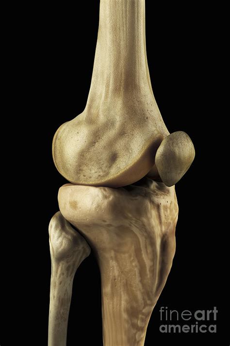 Knee Bones Right Photograph by Science Picture Co