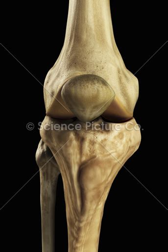 Knee Bones  Right    spc id 2503   Science 3D illustration