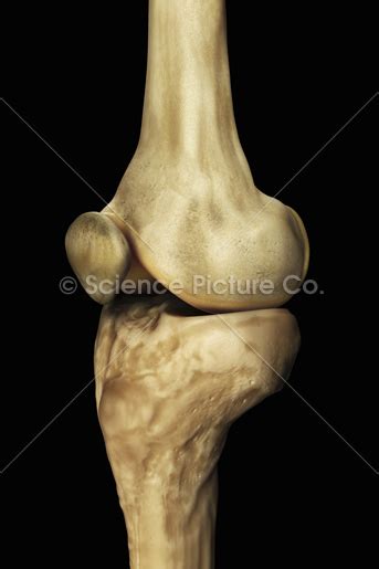 Knee Bones  Right    spc id 2983   Science 3D illustration