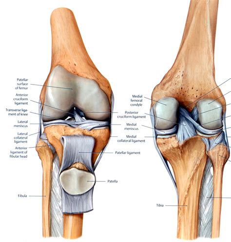 Knee Diagram | Diagram Site