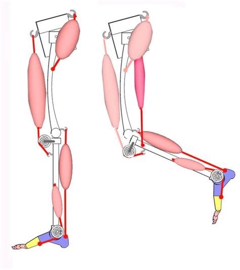 knee flexion with hamstring muscles | CG_3D_AnatomyStudy ...