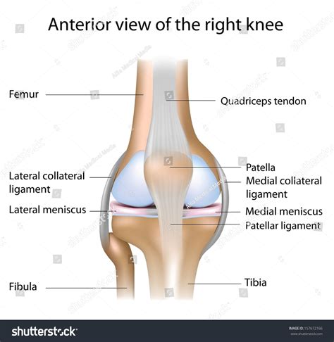 Knee Joint Anatomy Labeled. Stock Photo 157672166 ...