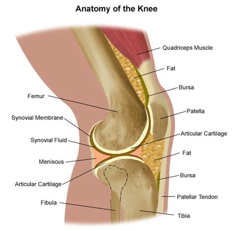 Knee Ligament Injuries | Stanford Health Care