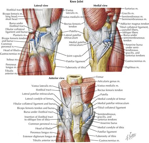 Knee Muscles And Tendons Anatomy   Human Body Anatomy System