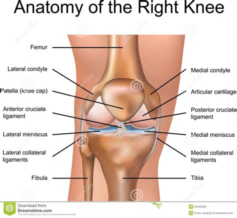 Knee Parts Anatomy   Human Anatomy Diagram