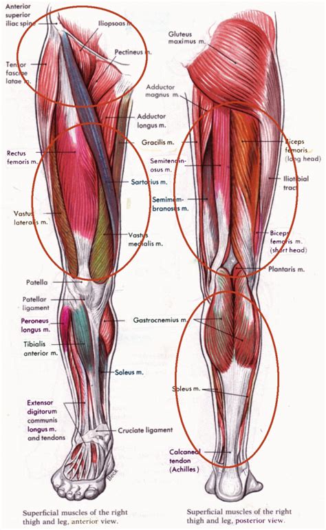 Knee Tendon Anatomy   Human Anatomy Diagram