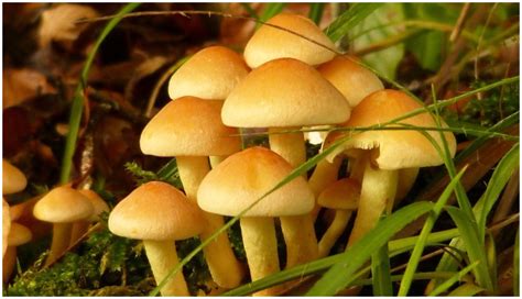 KNOW MORE ABOUT KINGDOM FUNGI   JustScience