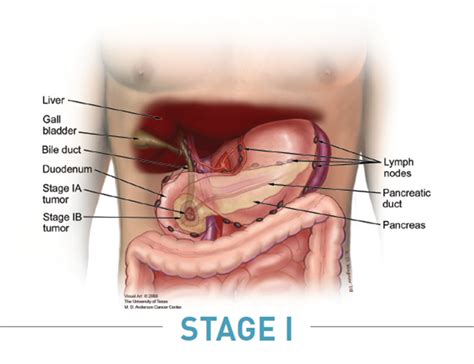 Know Your Pancreas | PurpleStride   The Walk to End ...