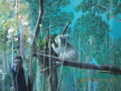 Koalas: fotografía de Zoo Aquarium de Madrid, Madrid ...