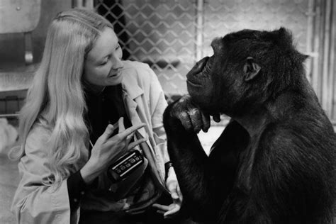 Koko, le gorille qui parle a trouvé sa voix