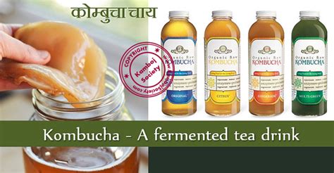 Kombucha – A fermented tea drink | KambojSociety.com