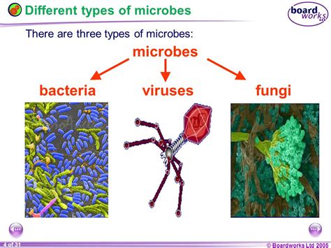 KS3 Biology 8C Microbes and Disease.   ppt video online ...