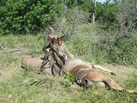 Kudu bulls fight to the death   Africa Geographic