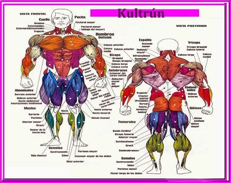 Kultrún: Tipos de músculos.