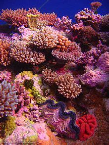 Künstliches Korallenriff – Wikipedia