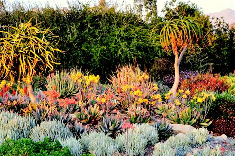 L.A. County Arboretum & Botanic Garden Plant Info: Where ...