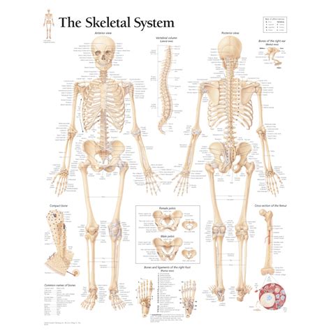 L anatomia sistema scheletrico | Salute Life Media