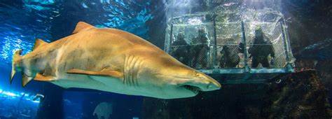 L Aquarium Barcelona | Experiencias con tiburones, duerme ...