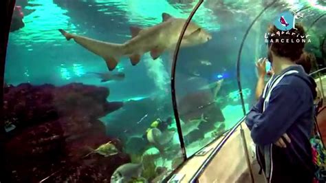 L Aquarium de Barcelona 2014   YouTube