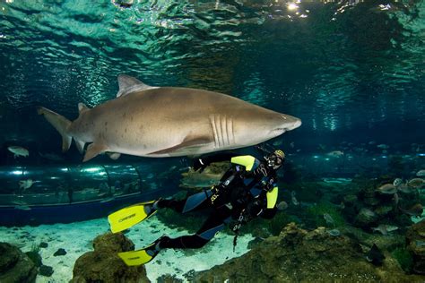 L´Aquàrium o cómo ser la mejor tía del mundo – Houdinis