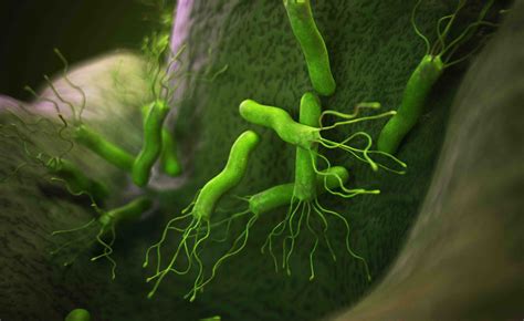L helicobacter pylori: quel che c è da sapere su questo ...