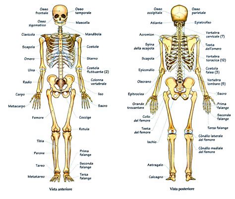 L igiene dell apparato scheletrico. Anatomia.