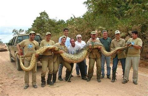La Anaconda: Un Animal Impresionante :: subdivx