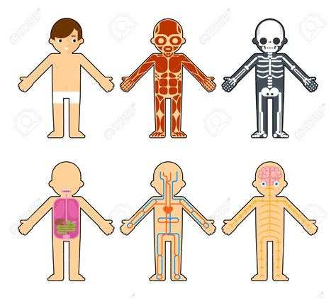 La Anatomía Del Cuerpo Para Los Niños. El Esqueleto Y Los ...