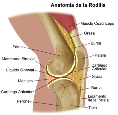 La Articulación de la Rodilla | Anatomí­a