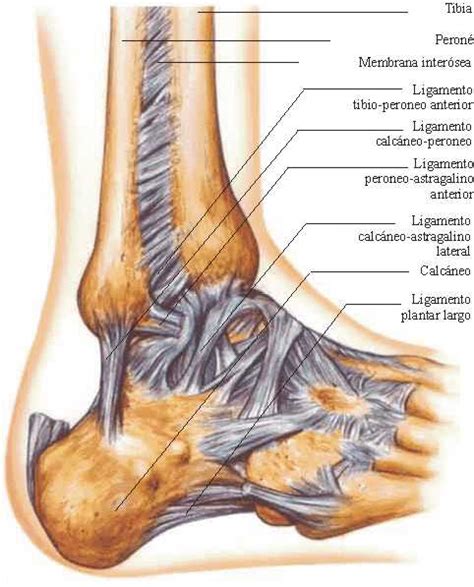 La Articulación del Tobillo | Anatomí­a
