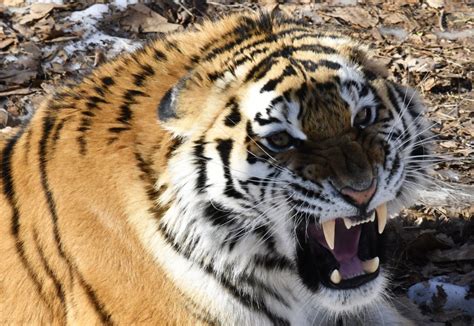 La belleza del tigre siberiano | Fotogalería | Sociedad ...