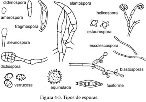 La Biodiversidad de los hongos.: Estructuras de los hongos