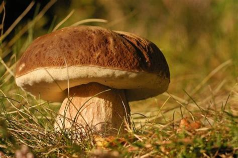 La Biología en el Nivel Medio Superior: Reino Fungi