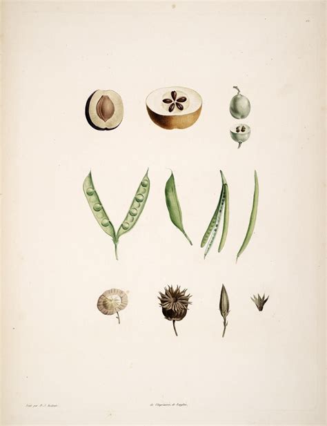 La botanique de J.J. Rousseau: 1805 By Rousseau, Jean ...