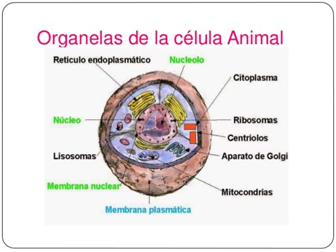 La célula animal