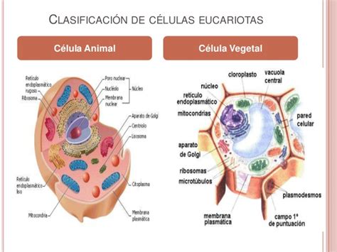 La célula animal y vegetal