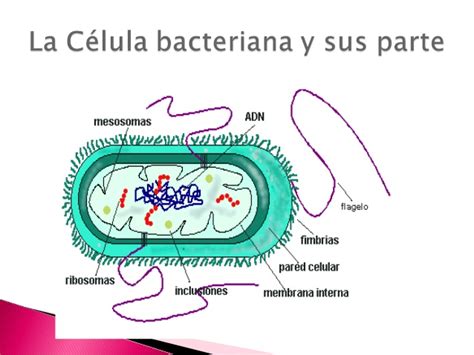 La celula bacteriana y sus partes