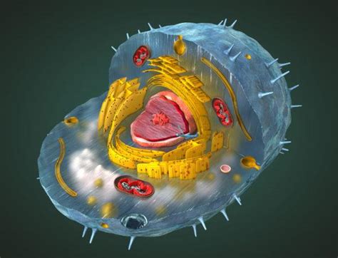La célula: Características básicas de la célula procariota ...