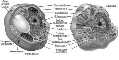 La célula. Célula procariota y eucariota   Monografias.com