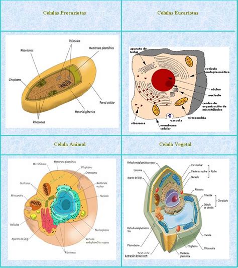 la celula: clases de celula