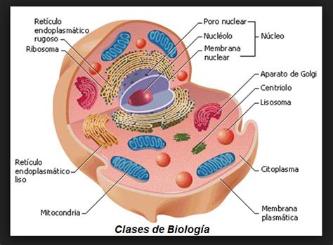 La Célula en Biología | CLASES DE BIOLOGÍA