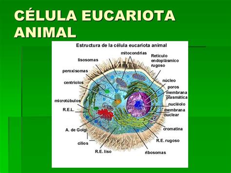 La célula ¿En que se diferencia una célula animal de una ...