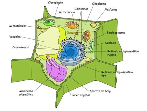 La Célula: Esquema de una Célula Vegetal