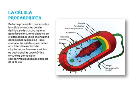 LA CÉLULA EUCARIOTA Las células eucariotas son las que ...