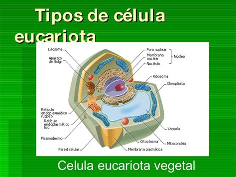 La CéLula Eucariota